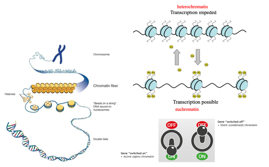 Heterochromatin and euchromatin formation regulate transcription.PNG